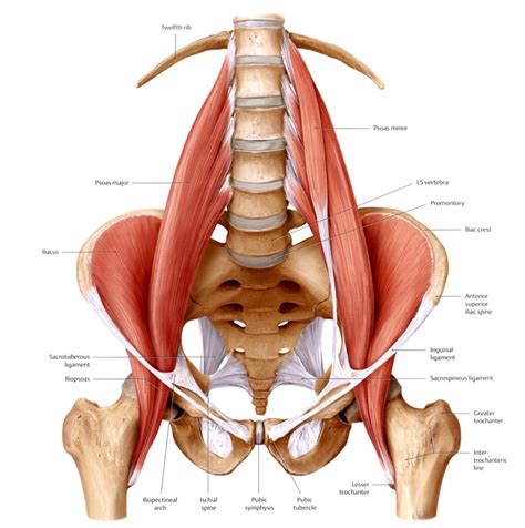 Muscles of the hip and knee and the movements associated with the muscles. Anatomy of the Lower Back - Elliots World