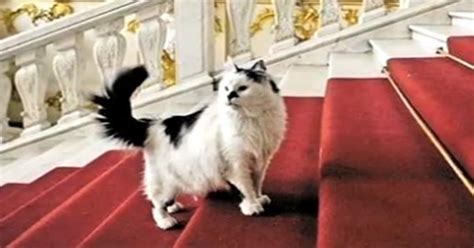 Maybe you would like to learn more about one of these? Russia's Hermitage museum filled with cats! - रूस के इस ...