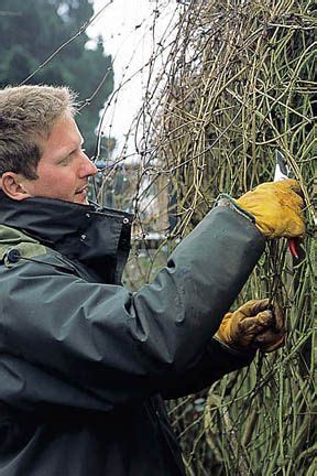 Cutting back clematis in summer. Wisteria: pruning / RHS Gardening in 2020 | Shade shrubs ...