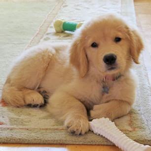 We have been breeding and showing top quality golden retrievers for over 25 years. Golden Retriever Breeders Ny State