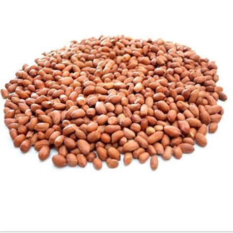 Selain disukai karena rasanya yang gurih, kacang tanah juga kaya akan manfaat. Groundnut/Kacang Tanah - Myxo Company