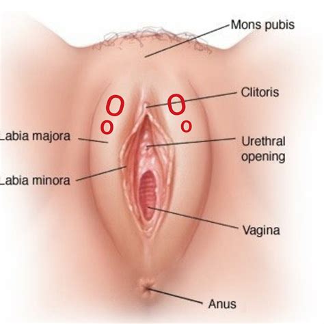 8 dezember 2020 #8 das mit der operation würde ich auf keinen fall machen. Sind diese Knubbel in den Schamlippen normal (mit Bild ...