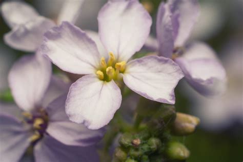 A hardiness zone is a geographic area with consistent climate conditions that allow specific plants to grow and shop for perennials that thrive in your hardiness zone. Zone 9 Plants That Flower In Winter - Ornamental Winter ...