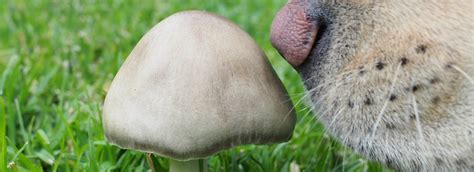 Most local mushrooms are safe for cats, and some kittens even enjoy this style. Can Dogs Eat Mushrooms? Learn What's Safe for Your Pet ...