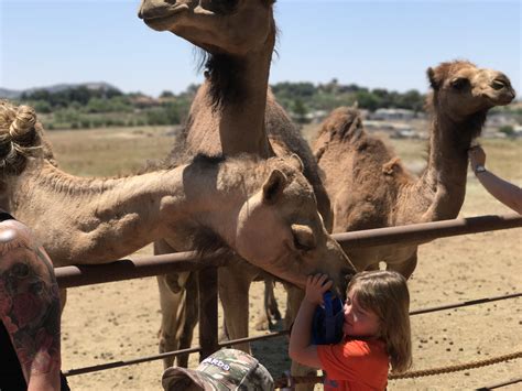 This is san diego's very own camel farm! Celebrate Family Love at These Valentine's Events