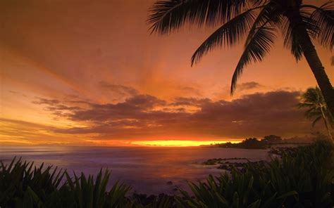 Tropical Sunset Wallpaper Landscape Nature Wallpapers in jpg format for ...
