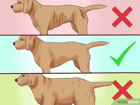 You may want to give a vegetable piece along with the peanut butter. Ervoor zorgen dat je hond gezond op gewicht komt - wikiHow