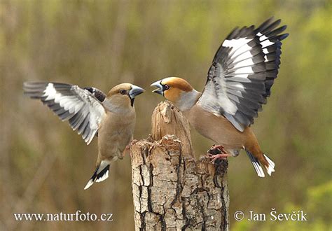 Скачать бесплатно mp3 nicolae botgros. Botgros Fotografii, Poze