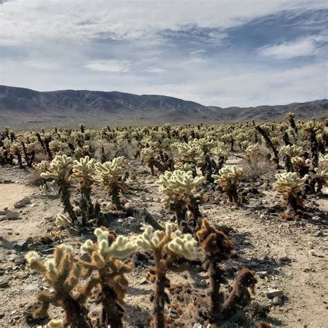 Its flowers are dark pink to apricot in color and the fruits are spiny and. Cholla Cactus Garden at Joshua Tree this weekend : socalhiking