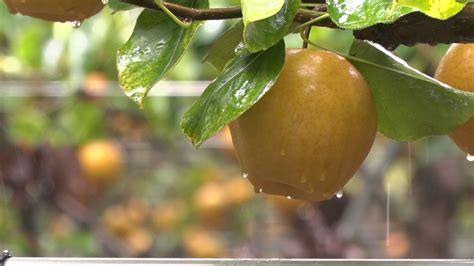 Advanced standing for assisted living facilities. Korean pear season in full swing at Hamilton Township farm ...