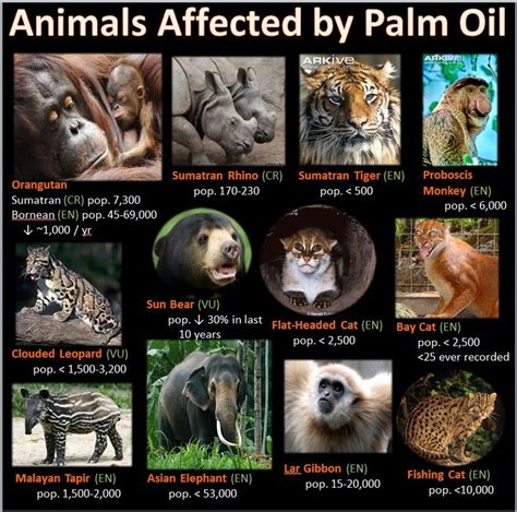 Leopards, rhinos, gorillas, pandas, polar bears. The Palm Industry and Endangered Species - Palm Oil ...