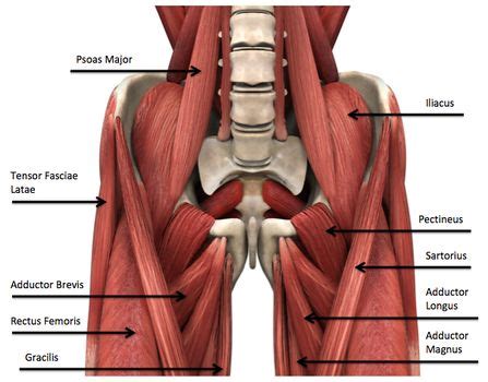 Often groin strain occurs in the area of inguinal ligament. Egoscue's Secret Weapon: Supine Groin Stretch | Run ...