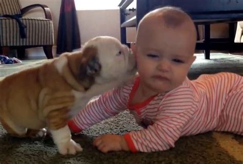 Baby puppy mandi viral tiktok 2020 подробнее. Watch a Bulldog Puppy Cuddle a Baby, Shameless Happiness ...