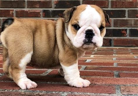 Teacup puppies for sale in miami fl, sarasota, tampa, fort myers, st petersburg, orlando florida. Miniature English Bulldog Puppies For Sale | Miami Beach ...