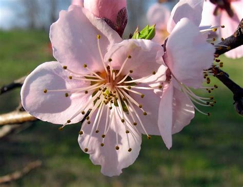 Detail of blossom peach tree. Poppular Photography: Peach Blossoms 2012