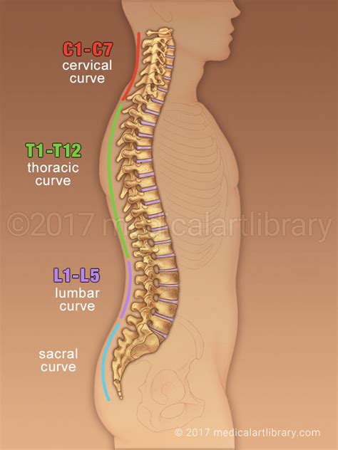 Trust me, don't get in d… Spine Anatomy Curves - Medical Art Library