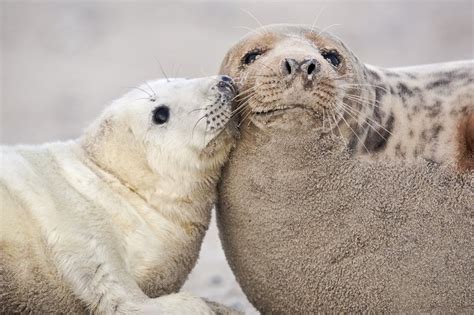 Seehundstation norddeich zwei robbenarten leben in der nordsee: WWF und Robbenaufzuchtstation appellieren an Touristen ...