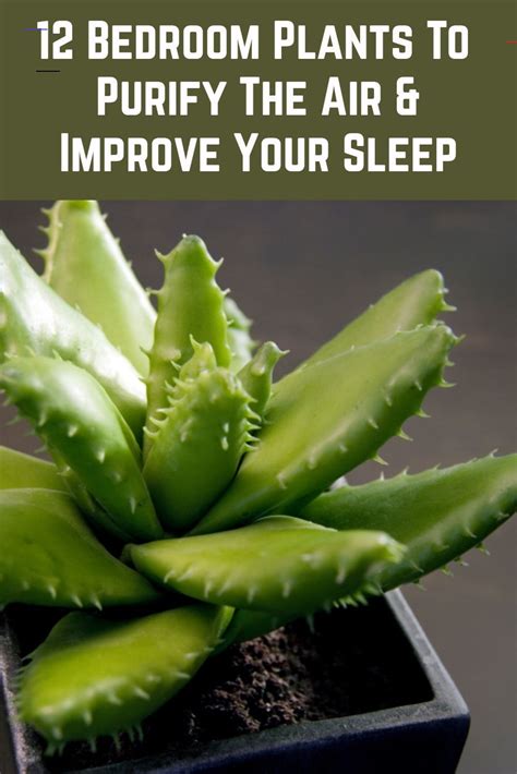 It isn't necessary unless your plant is having a hard time surviving or you're eager to get it to produce new buds.19 x research source. Pin by Maurice Phelan on Best air purifying plants in 2020 | Bedroom plants, Plants, Eating organic