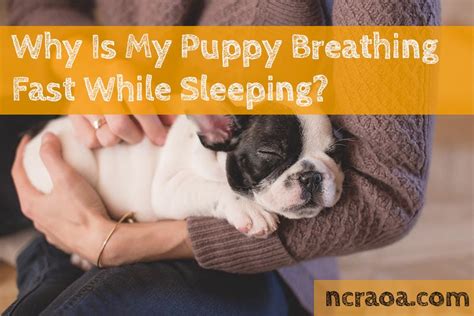 Rapid breathing is also known as tachypnea. Why Is My Puppy Breathing Fast While Sleeping? | National Canine Research Association of America