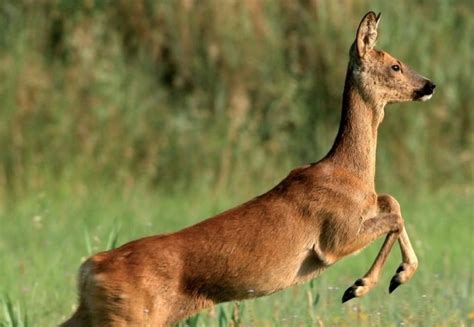 E' il bilancio di un incidente avvenuto alla periferia di mezzana mortigliengo. Coldiretti dopo incidente tra moto e capriolo: "Sì a ...