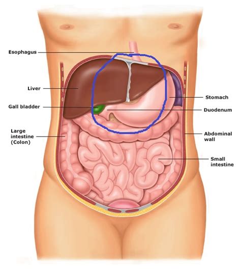 Drawing abdomen showing abdominal organs female stock illustration. Abdomen anatomy adult On CureZone Image Gallery
