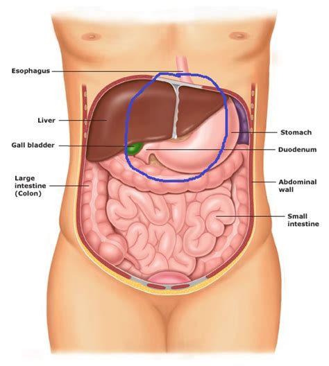 Belly section and fetal growth. Abdomen anatomy adult On CureZone Image Gallery