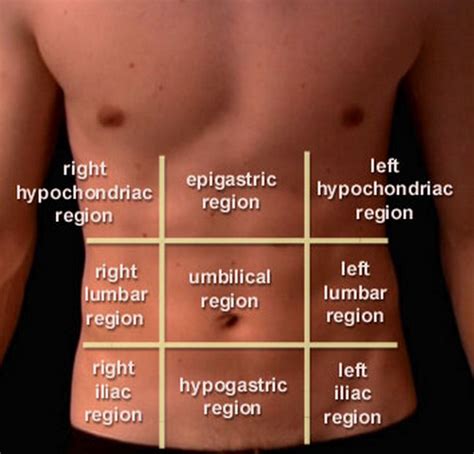 Review the anatomical characteristics of the rib and ribcage in this interactive tutorial and test your knowledge in the quiz. 4 نقطه در بدن که ضربه به این نقاط باعث مرگ ناگهانی می شود!!!