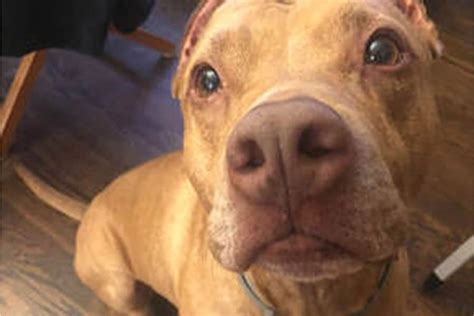 Last updated 15 seconds ago: 3 Helpful Tips for Returning to Work (& Leaving Fido) Post ...