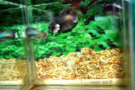 Pernah juga telur ikan cupang menetas hingga 3 hari, meskipun suhu air dingin saya yakin dan juga berdasarkan pengalaman tidak lebih dari 3 hari. Open Minda: FAKTA YANG ANDA PERLU TAHU TENTANG IKAN LAGA
