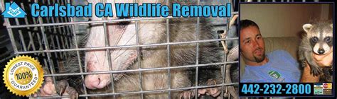 We specialize in dead animal removals in attics and under homes. Pest Animal Removal Carlsbad: Wildlife Control, Critter ...