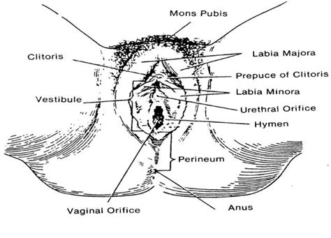 792x612 hamster heart anatomy adab on on the cutting edge exploring sheep. Reproductive Anatomy and Physiology: External Female Genitalia