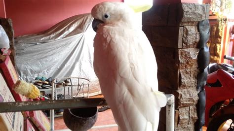 Selain dari keluarga psittacidae (parrot sebenar) yang membentuk order psittaciformes. Burung Kakak tua berbicara - YouTube