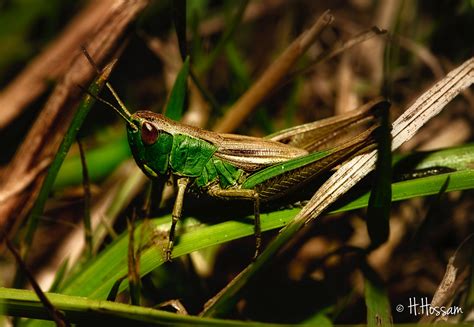 Aux amoureux de 20 ans, à ceux qui se rencontreront demain, à. Sauterelle Verte photo et image | macro nature, macro ...