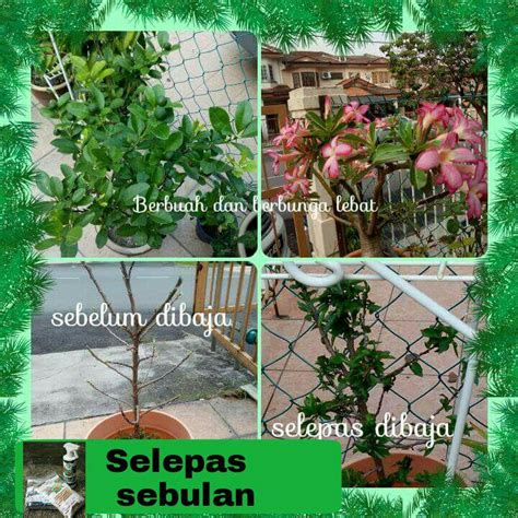 Serbajadi agromarine organic chitosan fertilizer baja organik kitosan fertilizer 500ml increase plant's immune system. PEMBEKAL BAJA ORGANIK THAILAND