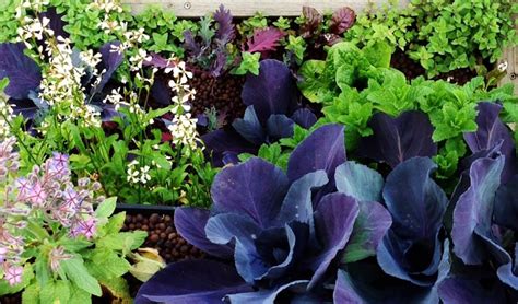 Backyard aquaponics in australia can be succesfully used to grow healthy vegetables and fish aquaponics in australia is limited to a few commercial growers and hobbyists but is gaining. Backyard aquaponics in permaculture design