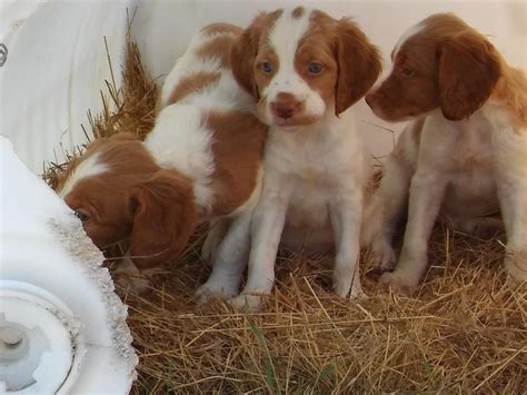 If you like what you see, be sure to inquire us today! Brittany Puppies For Sale | Hamilton, OH #176607 | Petzlover
