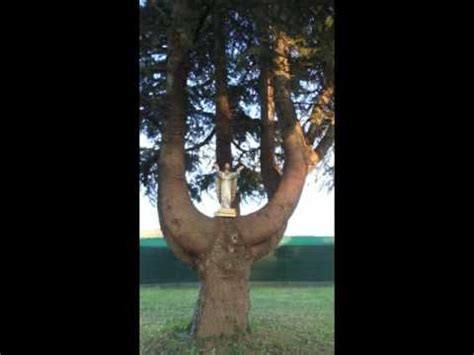 Odv l'albero della vita onlus. IL VERO ALBERO DELLA VITA - YouTube