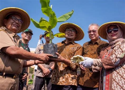 The economy's favorite fruit bananas are thought to have originated in the jungles of malaysia, indonesia and the philippines in southeast asia where many varieties of wild banana still grow. Indonesia develops Cavendish banana plantations in Blitar ...