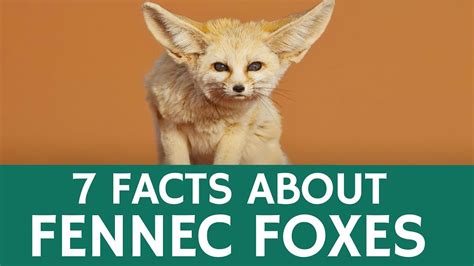 As a parent, you can collect relevant information about animals and share it with your child. Fun Facts about Fennec Foxes - Cute and Exotic Desert Animals for Kids - YouTube