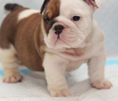 Our english bulldog puppies start @ $4000.00. 12 Weeks old English bulldog puppies for sale | Ladybrand ...