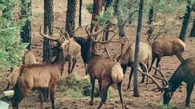 Creekside cabins are named for being adjacent to the historic creekside steakhouse and tavern, and are nestled amid massive ponderosa pines beneath the majestic mogollon rim near payson, arizona. Pin on Arizona