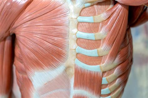 The pectoralis major, the pectoralis minor, and the serratus anterior. Human Chest Muscle For Anatomy And Physiology Education ...