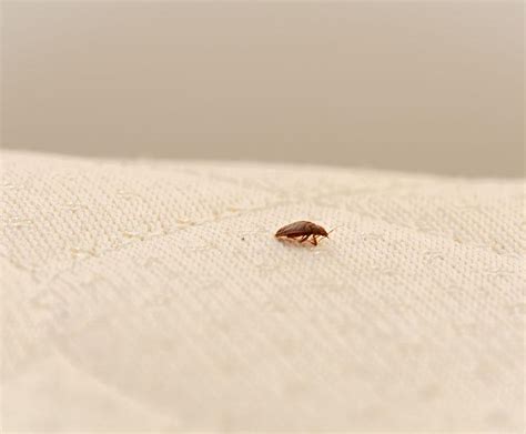 They are made of plastic, pvc, and other synthetic materials that are very waterproof but also make a lot of crinkling noises. Early Signs Of Bed Bugs On A Mattress - City Mattress