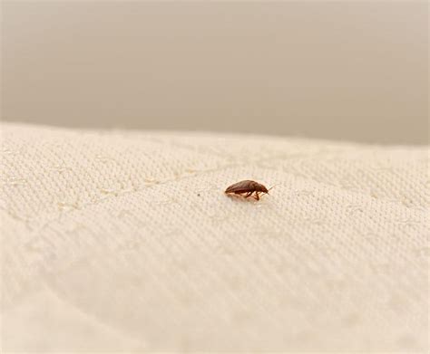 Now that you've seen the list, you might be thinking about how we selected the beds that we did. Early Signs Of Bed Bugs On A Mattress - City Mattress