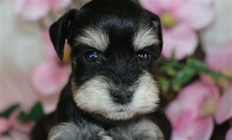 Hours may change under current circumstances Miniature Schnauzer Puppy for Sale - Adoption, Rescue for Sale in Nappanee, Indiana Classified ...