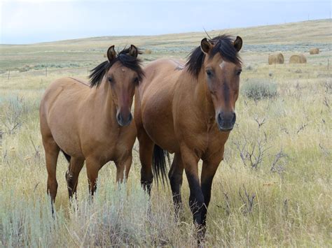 The free roaming horse population used to be two million in the 1900s. Spanish Mustang Horse Info, Origin, History, Pictures