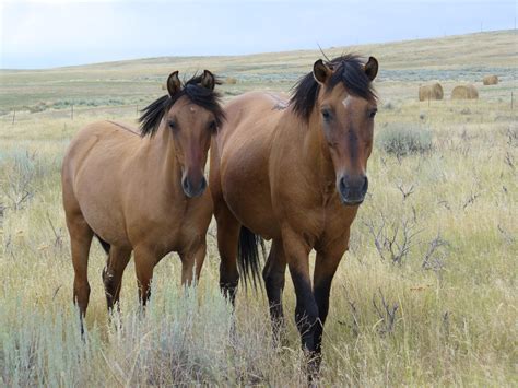 How do you draw a easy mustang horse? Spanish Mustang Horse Info, Origin, History, Pictures