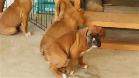 These playful, bouncing boxer puppies are intelligent & friendly. Boxer Puppies For Sale - YouTube