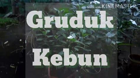 Menghias rumah memang seru, apalagi jika ada lahan kosong di belakang atau depan rumah kamu. Tanaman di Halaman Rumah - YouTube