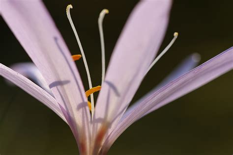 Auf feuchten wiesen, die pflanze bevorzugt den süden. Herbstzeitlose, Gegenlicht (Forum für Naturfotografen)